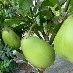 ブランドとうもろこし「甘々娘」と奇跡のトマトなど夏野菜10種セット（2）の画像