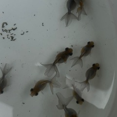 ハス・穂竜・金魚すくい用小赤入荷してます。の画像