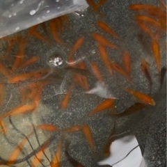 ハス・穂竜・金魚すくい用小赤入荷してます。の画像