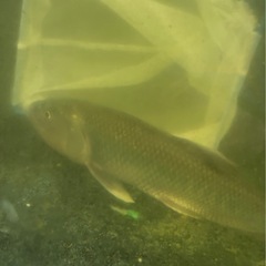 ハス・穂竜・金魚すくい用小赤入荷してます。