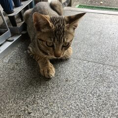 可愛い子猫の引き取り探してます