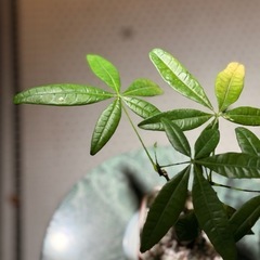 観葉植物　パキラ　高さ28cm　おしゃれな鉢付きの画像