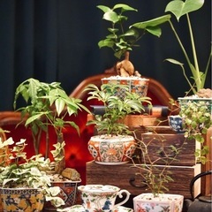観葉植物　パキラ　高さ28cm　おしゃれな鉢付きの画像