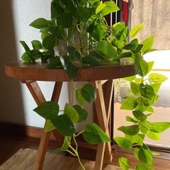 フェイクグリーン　ポトス