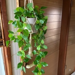 フェイクグリーン　ポトスの画像