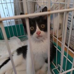 白黒子猫