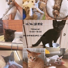🐱🐱子猫大集合します🐱🐱