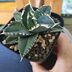 ランキングキーワードに紐づく投稿画像-多肉植物