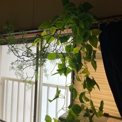 フェイクグリーン　ポトスの画像