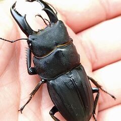 【お得セット 奄美大島産クワガタ2種セット】アマミヒラタトリオ スジブトヒラタペア セット販売の画像