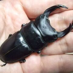 三重県産オオクワガタ F1 ♂71ミリ ♀46ミリ ペア