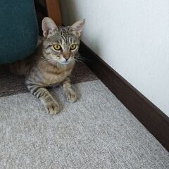 先住猫と相性が合わず、泣く泣く里親さんを募集する事にしまし…
