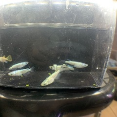メダカ　ラメ　6匹の画像