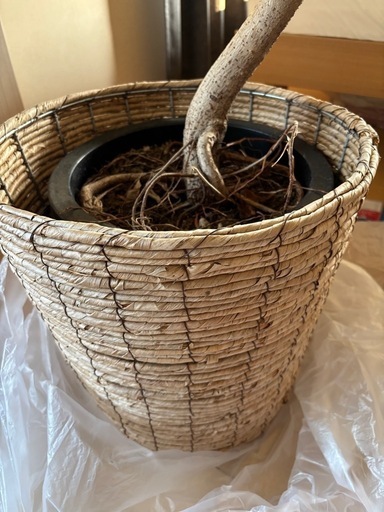 ゴムの木　フィカス　観葉植物