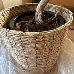 ゴムの木　フィカス　観葉植物 の画像
