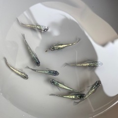 ネプチューン　有精卵　40個　①の画像