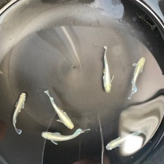 エメキン　有精卵　50個　　④の画像