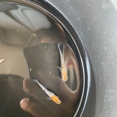 三色ラメ　オス　2匹の画像