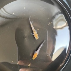 三色ラメ　オス　2匹の画像