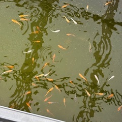 ミックス（色んな種類）の画像
