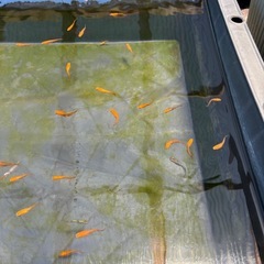 ミックス（色んな種類）の画像