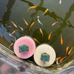 ミックス（色んな種類）の画像