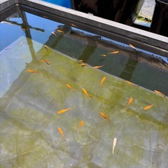 ミックス（色んな種類）の画像