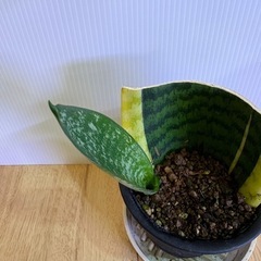 サンセベリア(葉挿し発根済)の画像