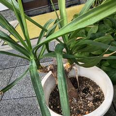 ユッカの画像