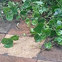 ヘデラ　蔦植物　画像に映っているもの全て コミコミ300円でお譲りいたしますの画像