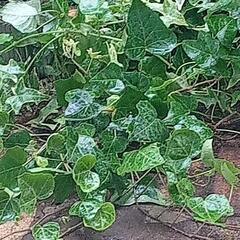 ヘデラ　蔦植物　画像に映っているもの全て コミコミ300円でお譲りいたしますの画像