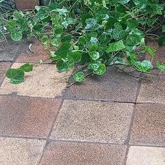 ヘデラ　蔦植物　画像に映っているもの全て コミコミ300円でお譲りいたしますの画像