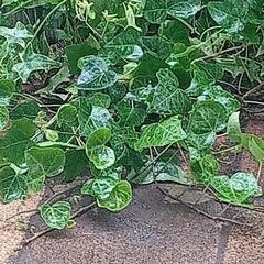 ヘデラ　蔦植物　画像に映っているもの全て コミコミ300円でお譲りいたしますの画像