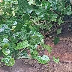 ヘデラ　蔦植物　画像に映っているもの全て コミコミ300円…