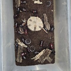 カブトムシのペアを無料で配布いたします