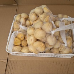 新鮮　和歌山産　無臭ジャンボにんにく3キロ（ＬからＬＬサイズ）の画像