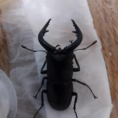 ノコギリクワガタの画像