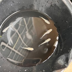 舞メダカ直系　鬼ラメ　稚魚10匹＋αの画像