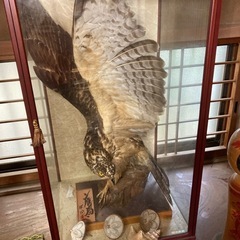 鷹の剥製
の画像