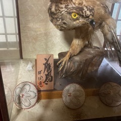 鷹の剥製
の画像