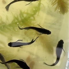 産卵中‼️🐟サタンヒレ長針子🐟30匹➕αの画像