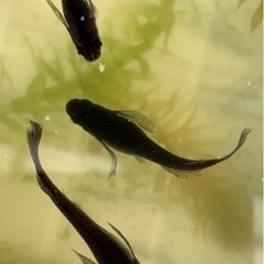 産卵中‼️🐟サタンヒレ長針子🐟30匹➕αの画像