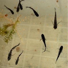 産卵中‼️🐟サタンヒレ長針子🐟30匹➕αの画像