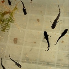 産卵中‼️🐟サタンヒレ長針子🐟30匹➕αの画像