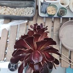(お話し中)多肉植物　黒法師１株５頭の画像