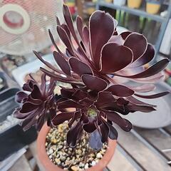 (お話し中)多肉植物　黒法師１株５頭の画像
