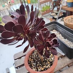 (お話し中)多肉植物　黒法師１株５頭の画像