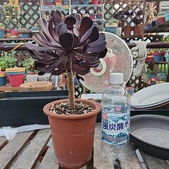 (お話し中)多肉植物　黒法師１株５頭の画像