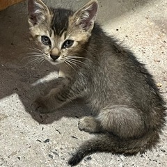 仔猫の里親募集