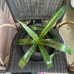 🌟【人気急上昇中🔥】超希少！“マンガベ”観葉植物／多肉植物🌿の画像
